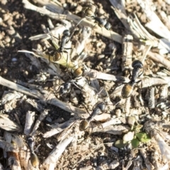 Camponotus aeneopilosus at Higgins, ACT - 27 Aug 2019