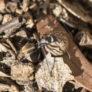 Camponotus aeneopilosus at Higgins, ACT - 27 Aug 2019