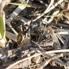 Camponotus aeneopilosus at Higgins, ACT - 27 Aug 2019