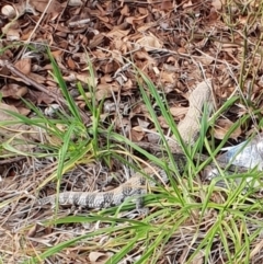 Tiliqua scincoides scincoides (Eastern Blue-tongue) at Florey, ACT - 27 Aug 2019 by nimma