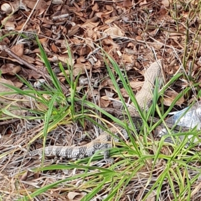 Tiliqua scincoides scincoides (Eastern Blue-tongue) at Florey, ACT - 27 Aug 2019 by nimma