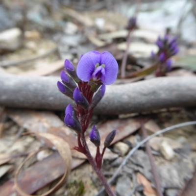 Hardenbergia violacea (False Sarsaparilla) at Rugosa - 27 Aug 2019 by SenexRugosus