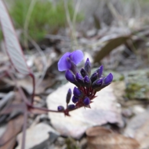 Hardenbergia violacea at Yass River, NSW - 27 Aug 2019