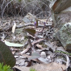 Hardenbergia violacea at Yass River, NSW - 27 Aug 2019