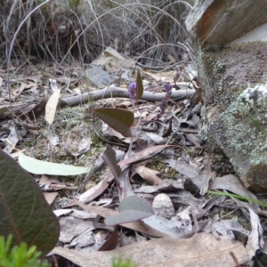 Hardenbergia violacea at Yass River, NSW - 27 Aug 2019