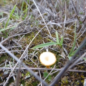 Lichenomphalia chromacea at Yass River, NSW - 27 Aug 2019 03:49 PM