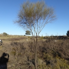 Allocasuarina verticillata (Drooping Sheoak) at Yass River, NSW - 17 Aug 2019 by SenexRugosus