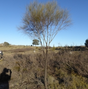 Allocasuarina verticillata at Yass River, NSW - 17 Aug 2019