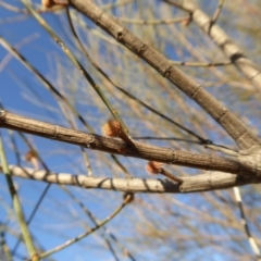 Allocasuarina verticillata at Yass River, NSW - 17 Aug 2019 06:13 AM