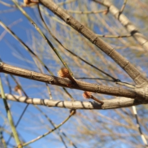 Allocasuarina verticillata at Yass River, NSW - 17 Aug 2019