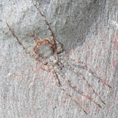 Tamopsis sp. (genus) (Two-tailed spider) at Gungaderra Grasslands - 23 Aug 2019 by Harrisi