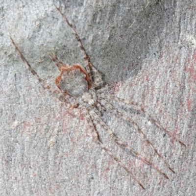 Tamopsis sp. (genus) (Two-tailed spider) at Crace, ACT - 23 Aug 2019 by Harrisi