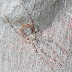 Tamopsis sp. (genus) (Two-tailed spider) at Gungaderra Grasslands - 23 Aug 2019 by Harrisi