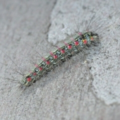 Anestia (genus) (A tiger moth) at Crace, ACT - 23 Aug 2019 by Harrisi