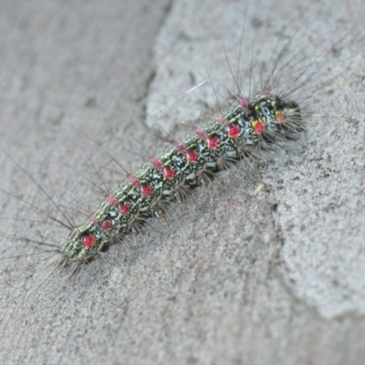 Anestia (genus) (A tiger moth) at Crace, ACT - 23 Aug 2019 by Harrisi