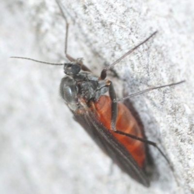 Sciaridae sp. (family) (Black fungus gnat) at Crace, ACT - 23 Aug 2019 by Harrisi