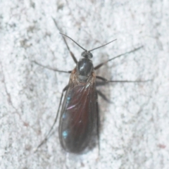 Sciaridae sp. (family) at Crace, ACT - 23 Aug 2019