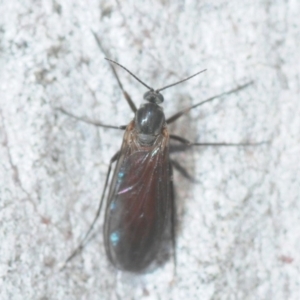 Sciaridae sp. (family) at Crace, ACT - 23 Aug 2019