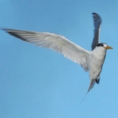Thalasseus bergii (Crested Tern) at Benandarah, NSW - 11 Jul 2010 by Harrisi