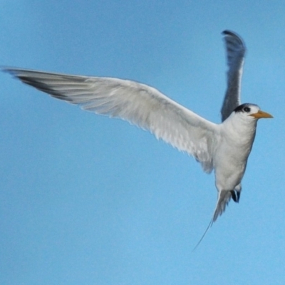 Thalasseus bergii (Crested Tern) at Benandarah, NSW - 11 Jul 2010 by Harrisi