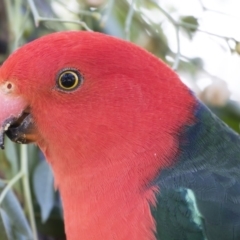 Alisterus scapularis (Australian King-Parrot) at Illilanga & Baroona - 9 Jun 2019 by Illilanga