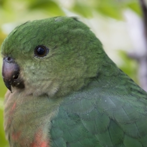 Alisterus scapularis at Michelago, NSW - 9 Jun 2019