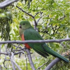 Alisterus scapularis at Michelago, NSW - 9 Jun 2019