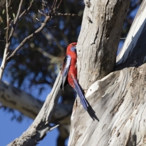 Platycercus elegans at Michelago, NSW - 2 Sep 2018 04:23 PM