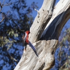 Platycercus elegans at Michelago, NSW - 2 Sep 2018 04:23 PM