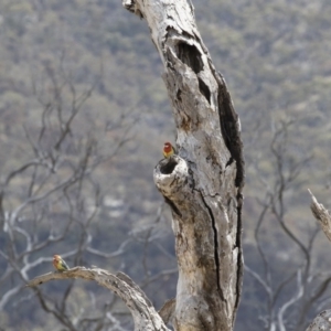 Platycercus eximius at Michelago, NSW - 25 Nov 2018