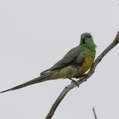 Psephotus haematonotus (Red-rumped Parrot) at Michelago, NSW - 9 Dec 2018 by Illilanga