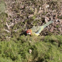 Platycercus eximius (Eastern Rosella) at Michelago, NSW - 13 Apr 2019 by Illilanga