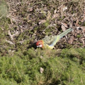 Platycercus eximius at Michelago, NSW - 14 Apr 2019