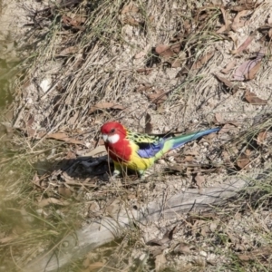 Platycercus eximius at Michelago, NSW - 14 Apr 2019