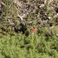 Platycercus eximius at Michelago, NSW - 14 Apr 2019 09:06 AM