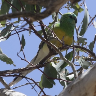 Psephotus haematonotus (Red-rumped Parrot) at Illilanga & Baroona - 16 Nov 2018 by Illilanga