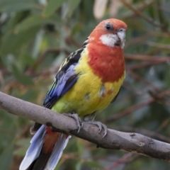 Platycercus eximius (Eastern Rosella) at Michelago, NSW - 28 Jan 2018 by Illilanga