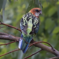 Platycercus eximius at Michelago, NSW - 28 Jan 2018 08:46 AM