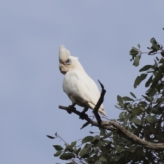 Cacatua sanguinea (Little Corella) at Michelago, NSW - 19 Dec 2017 by Illilanga
