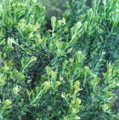 Persoonia rigida (Hairy Geebung) at Rob Roy Range - 22 Nov 2000 by michaelb