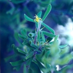 Persoonia rigida (Hairy Geebung) at Conder, ACT - 28 Jan 2001 by michaelb