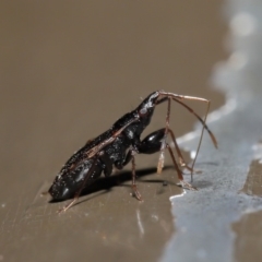 Rhyparochromidae (family) (Seed bug) at ANBG - 26 Aug 2019 by TimL