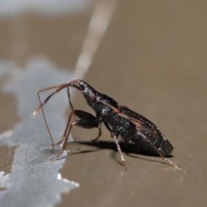 Rhyparochromidae (family) at Acton, ACT - 26 Aug 2019 01:55 PM