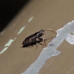 Rhyparochromidae (family) at Acton, ACT - 26 Aug 2019 01:55 PM