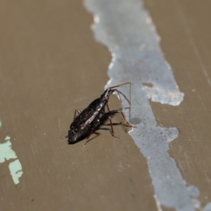 Rhyparochromidae (family) at Acton, ACT - 26 Aug 2019