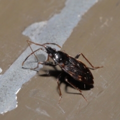 Rhyparochromidae (family) at Acton, ACT - 26 Aug 2019 01:55 PM