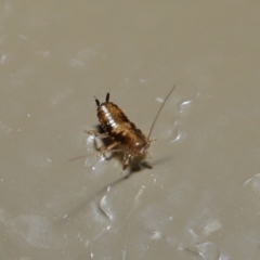 Blattodea (order) (Unidentified cockroach) at Acton, ACT - 26 Aug 2019 by TimL