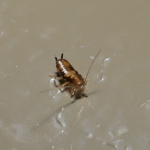 Blattodea (order) at Acton, ACT - 26 Aug 2019 02:03 PM