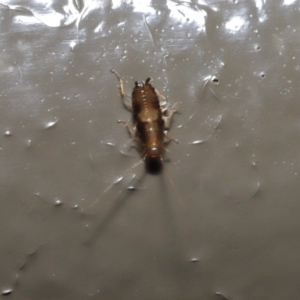 Blattodea (order) at Acton, ACT - 26 Aug 2019 02:03 PM