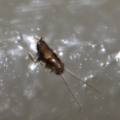 Blattodea (order) at Acton, ACT - 26 Aug 2019 02:03 PM